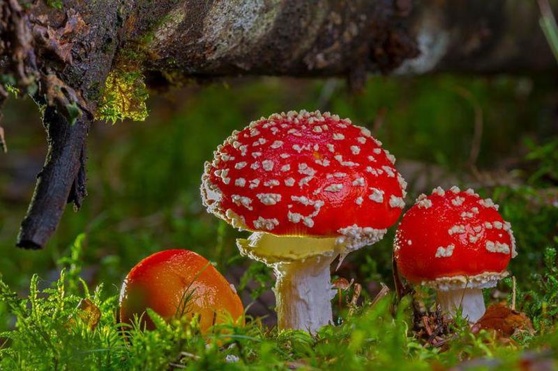 Fly Agaric 2817723  480