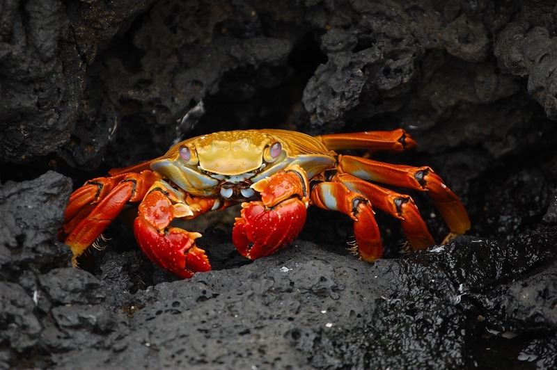 Crab 63084 1280