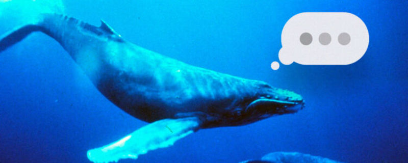 Decode Whale Language 750x300