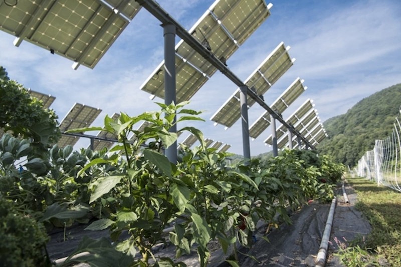 Solar Panels Agriculture Agrivoltaics