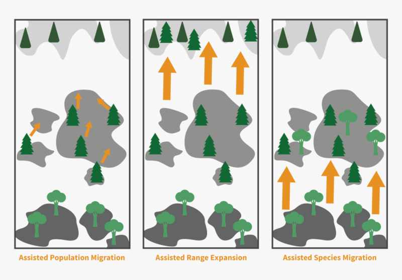 194 1947066 Tree Assisted Migration Hd Png Download