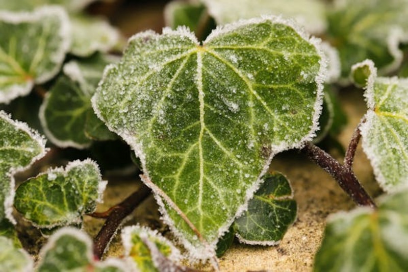 Free Photo Of Winter Garden