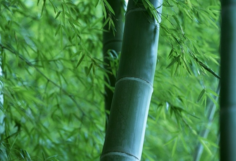 Bamboo 787538 960 720