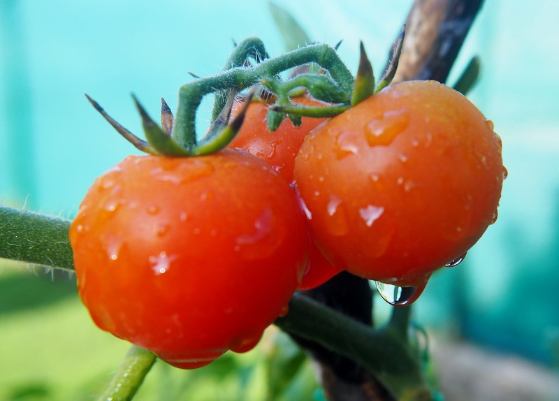 Tomatoes Gd3b82dd43 1280