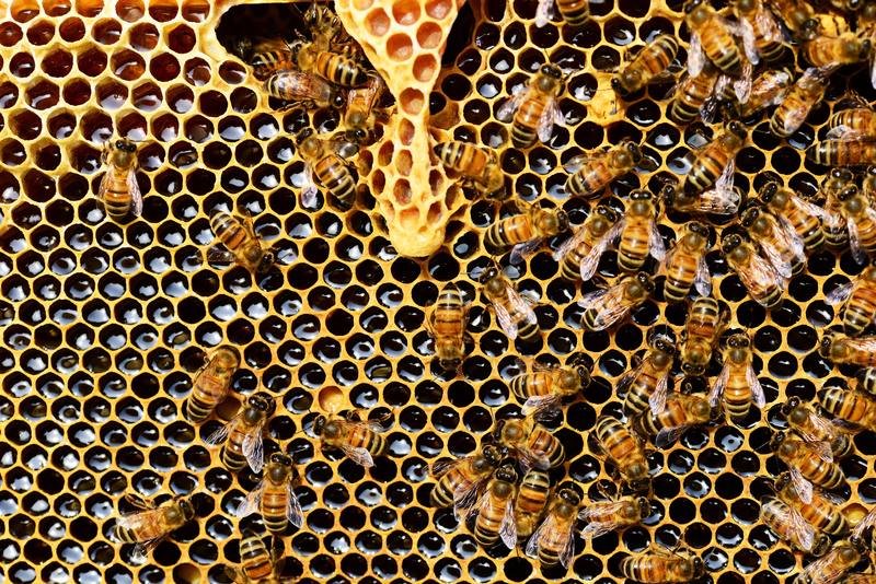 Honeycomb Close Up Detail Honey Bee 56876