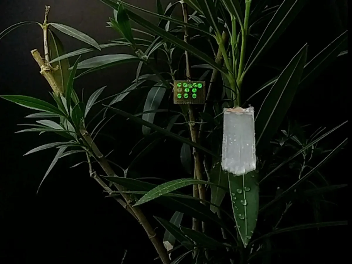 A Plant With A Plastic Leaf Attached To It On A Black Background